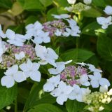 Gartenhortensie Lanarth White - Hydrangea macrophylla Lanarth White - 5 L-Container, Liefergre 30/40 cm