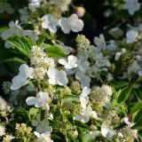 Rispenhortensie Diamant Rouge - Hydrangea paniculata Diamant Rouge - 3 L-Container, Liefergre 40/60 cm