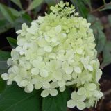 Rispenhortensie Limelight - Hydrangea paniculata Limelight - 5-7,5 L-Container, Liefergre 40/60 cm