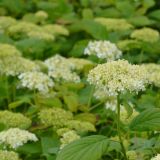 Strauchhortensie/Schneeballhortensie Grandiflora - Hydrangea arboresecens Grandiflora - 7,5 L-Container, Liefergre 60/80 cm