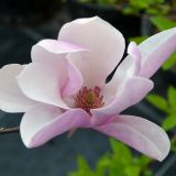 Magnolie Jane - Magnolia x Jane - 3 L-Container, Liefergre 100/125 cm