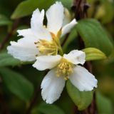 Pfeifenstrauch Erectus - Philadelphus Erectus - 3 L-Container, Liefergre 100/150 cm