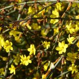 Winterjasmin - Jasminum nudiflorum - 3 L-Container, Liefergre 80/100 cm