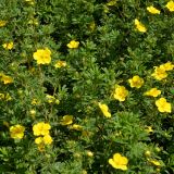 Fingerstrauch Sommerflor - Potentilla fruticosa Sommerflor - 2-3 L-Container