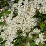 Prachtspiere - Spiraea vanhouttei - 4 L-Container, Liefergre 80/100 cm