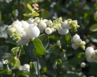 Schneebeere/Amethystbeere White Hedge - Symphoricarpos doorenbosii White Hedge - 3 L-Container, Liefergre 60/80 cm