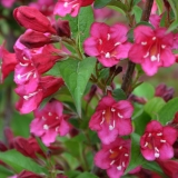 Weigelie Bristol Ruby - Weigela florida Bristol Ruby - 7,5 L-Container, Liefergre 100/150 cm