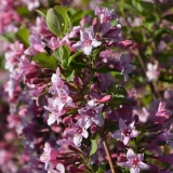 Weigelie Giras - Weigela florida Giras - 7,5 L-Container, Liefergre 80/100 cm