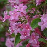 Weigelie Styriaca - Weigela Hybr. Styriaca - 7,5 L-Container, Liefergre 80/100 cm