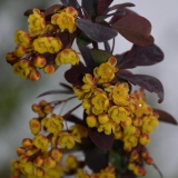 Groe Blutberberitze Superba - Berberis ottawensis Superba 7,5 L-Container, Liefergre 100/125 cm