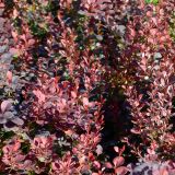 Blutberberitze Atropurpurea - Berberis thunbergii Atropurpurea - 2 L-Container, Liefergre 30/40 cm