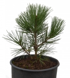 Schlangenhautkiefer - Pinus heldreichii var. leucodermis - 4 L-Container, Liefergre 40/60 cm