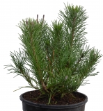 Zwergkiefer - Pinus mugo pumilio - 1,5 L-Container, Liefergre 30/40 cm