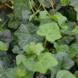 Irischer Efeu - Hedera hibernica - 3 L-Container, Liefergre 80/100 cm, gestbt