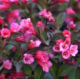 Zwerg-Weigelie Alexandra - Weigela florida Alexandra - 3 L-Container, Liefergre 60/80 cm