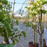 Zwergbirne Zwergenstar - Pyrus communis Zwergenstar - 7 L-Container, Liefergre 60/80 cm
