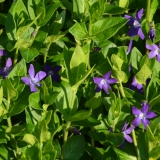 Groblttriges Immergrn - Vinca major - 0,5 L-Container