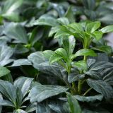 Dickmnnchen - Pachysandra terminalis - 0,5 L-Container