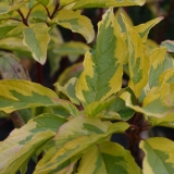 Gelbbunter Hartriegel Spaethii - Cornus alba Spaethii - 10 L-Container, Liefergre 60/80 cm