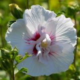 Garteneibisch China Chiffon - Hibiscus syriacus China Chiffon - 3 L-Container, Liefergre 80/100 cm