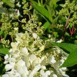 Rispenhortensie Candlelight - Hydrangea paniculata Candlelight - 3 L-Container, Liefergre 40/60 cm