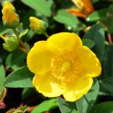 Johanniskraut Hidcote - Hypericum calycinum Hidcote - 3 L-Container, Liefergre 30/40 cm