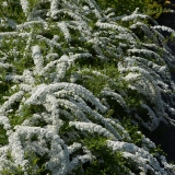 Weie Rispenspiere Grefsheim - Spiraea cinerea Grefsheim - 3 L-Container, Liefergre 80/100 cm