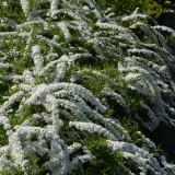 Weie Rispenspiere Grefsheim - Spiraea cinerea Grefsheim - 3 L-Container, Liefergre 80/100 cm