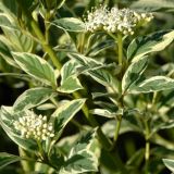 Gelbrindiger Hartriegel White Gold - Cornus sericea White Gold - 7,5 L-Container, Liefergre 80/100 cm