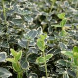 Kriechspindelstrauch Emeraldn Gaiety - Euonymus fortunei  Emeraldn Gaiety - 0,5 L-Container