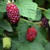 Taybeere - Rubus fruticosus x R. idaeus - 3 L-Container, Liefergre 40/60 cm, gestbt