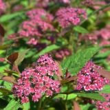 Sommerspiere Zigeunerblut - Spiraea japonica Zigeunerblut - 3 L-Container