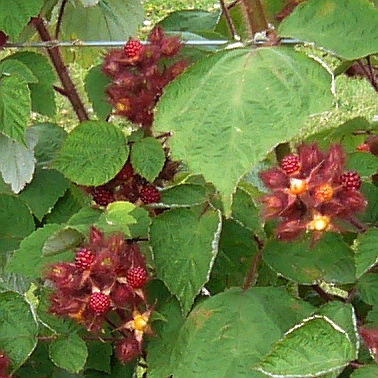 Japanische Weinbeere 60-70 cm Rubus phoenicolasius 