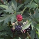 Brombeere Oregon Thornless / Thornless Evergreen - Rubus fruticosus Oregon Thornless / Thornless Evergreen - 3 L-Container, Liefergre 40/60 cm, gestbt