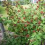 Japanische Weinbeere - Rubus phoenicolasius - 3 L-Container, Liefergre 40/60 cm, gestbt