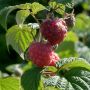 Himbeere Glen Ample(S) - Rubus idaeus Glen Ample(S) - 3 L-Container, Liefergre 40/60 cm