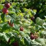 Himbeere Glen Ample(S) - Rubus idaeus Glen Ample(S) - 3 L-Container, Liefergröße 40/60 cm