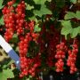 Rote Ribisel/Johannisbeere Augustus - Ribes rubrum Augustus - 5 L-Container, Liefergröße 60/80 cm