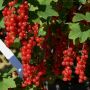 Rote Ribisel/Johannisbeere Augustus - Ribes rubrum Augustus - 5 L-Container, Liefergre 60/80 cm