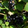 Schwarze Ribisel/Johannisbeere Bona - Ribes nigrum Bona - 5 L-Container, Liefergre 60/80 cm