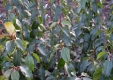 Portugiesische Lorbeerkirsche Angustifolia - Prunus lusitanica Angustifolia - 4 L-Container, Liefergröße 80/100 cm