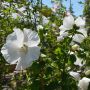 Garteneibisch Diana - Hibiscus syriacus Diana - 3 L-Container, Liefergre 60/80 cm