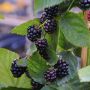 Brombeere Black Satin - Rubus fruticosus Black Satin - 3 L-Container, Liefergre 40/60 cm, gestbt