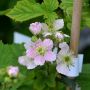 Brombeere Black Satin - Rubus fruticosus Black Satin - 3 L-Container, Liefergre 40/60 cm, gestbt