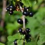 Schwarze Ribisel/Johannisbeere Titania - Ribes nigrum Titania - 5 L-Container, Liefergröße 80/100 cm