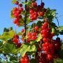 Rote Ribisel/Johannisbeere Rotet - Ribes rubrum Rotet - 5 L-Container, Liefergre 60/80 cm