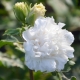 Garteneibisch Jeanne dArc - Hibiscus syriacus Jeanne dArc - 3 L-Container, Liefergre 40/60 cm