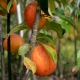 Zwergapfel - Malus domestica - 3-4 L-Container, Liefergre 80/100 cm