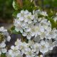 Zwerg-Kirsche - Prunus avium - 3-4 L-Container, Liefergre 80/100 cm