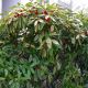 Aukube - Aucuba japonica Variegata - 3 L-Container, Liefergre 30/40 cm